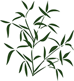 Bamboo Leaves - a familiar sight