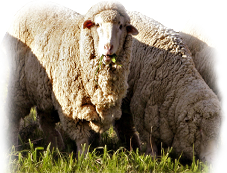 Merino Sheep